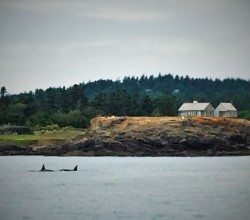 Orcas in Strait of Juan de Fuca 2