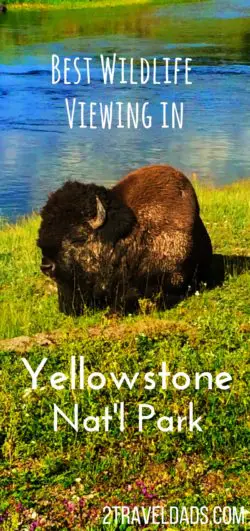 Everyone wants to experience Yellowstone National Park wildlife, from bison to bears. The best places to view moose, bison, pelicans and more can be easily visited on any Yellowstone NP trip. 2travelads.com