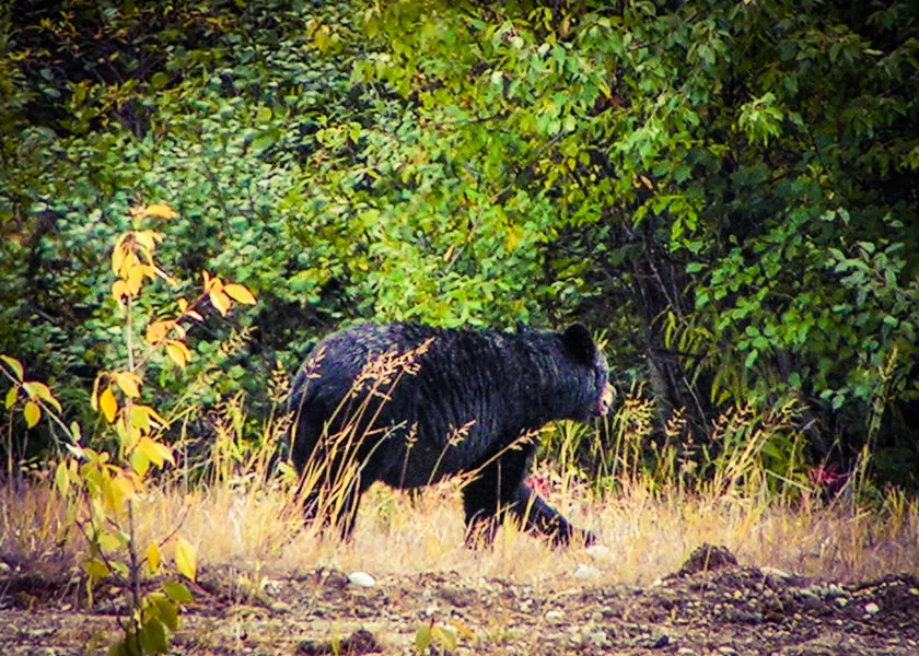 Black Bear in Yellowstone 1