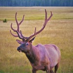 Bull-Elk-Gibbon-Meadows-Yellowstone