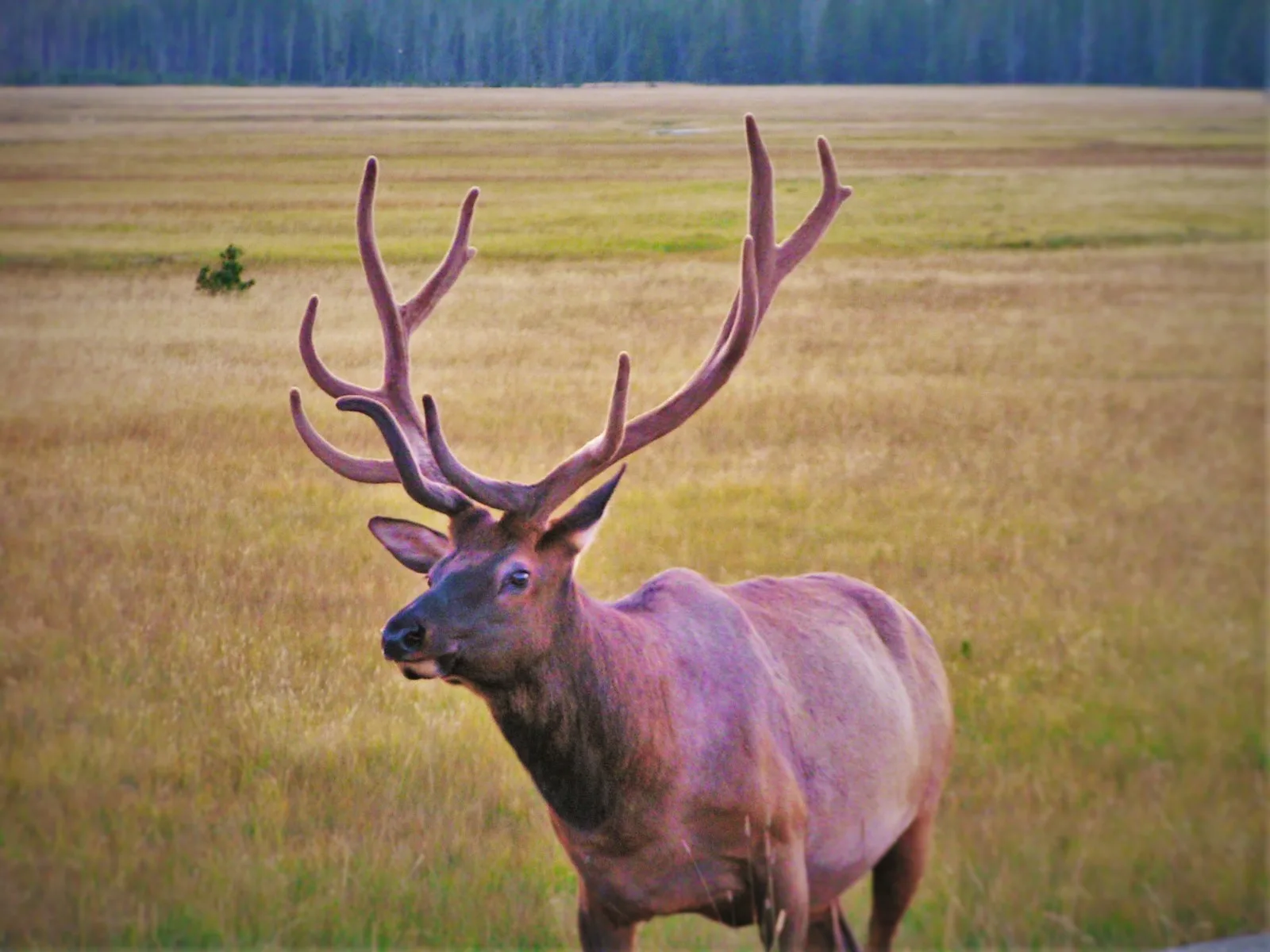 Bull-Elk-Gibbon-Meadows-Yellowstone