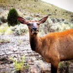 Elk Cow Yellowstone 1