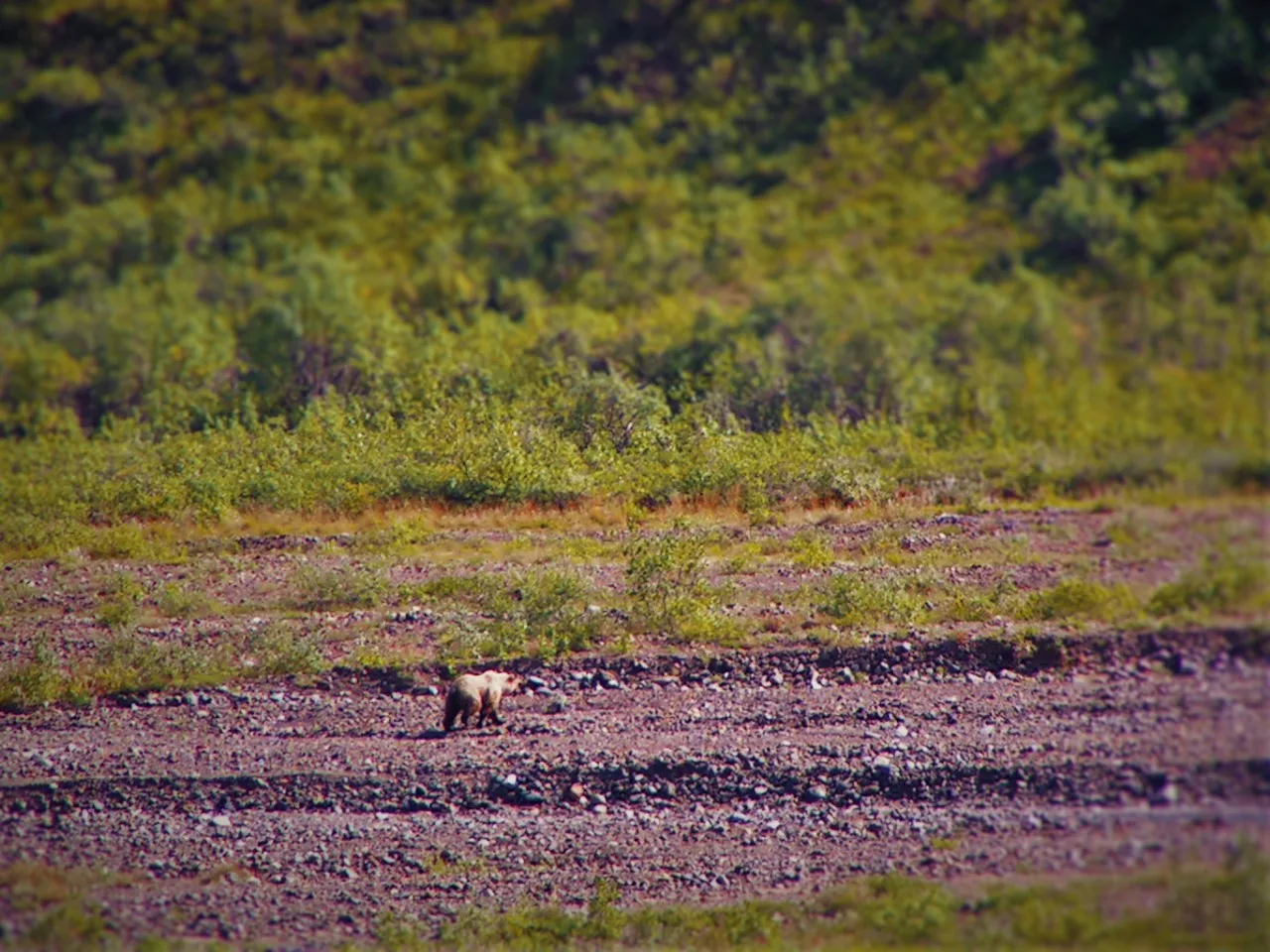 Grizzly on Toklat River Denali National Park Alaska 1