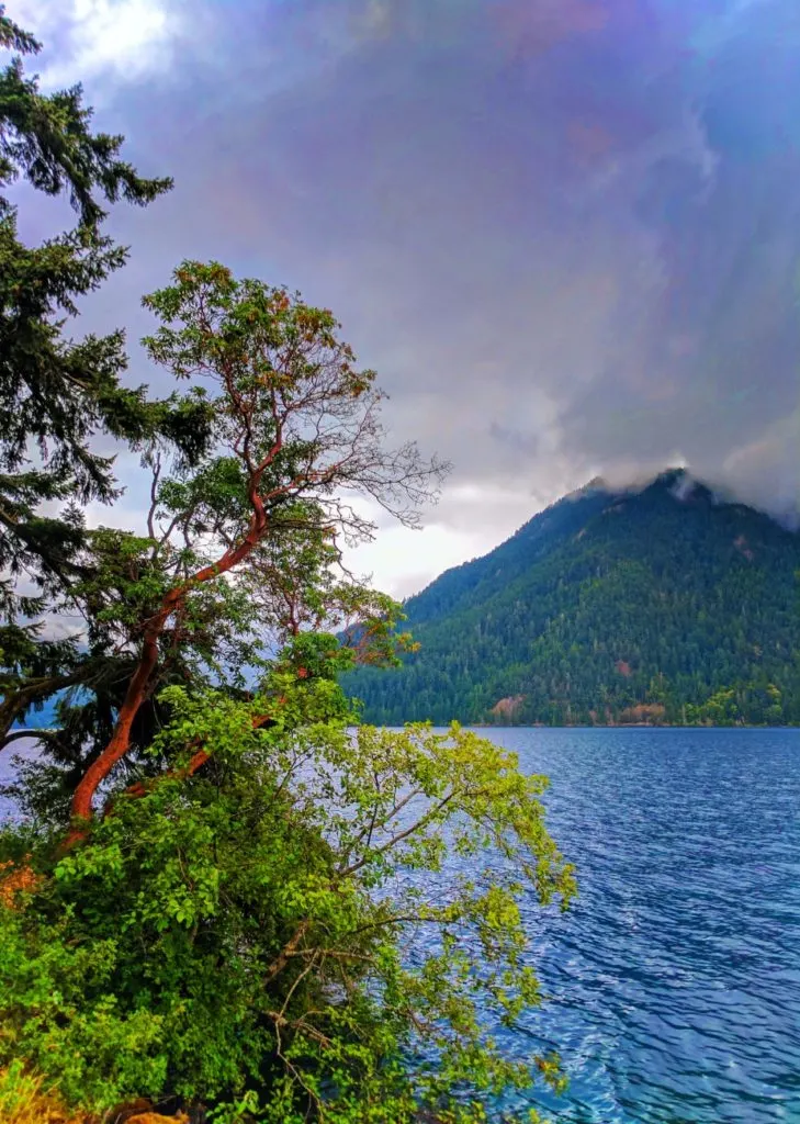 Madrona Tree at Lake Crescent with Clouds Olympic National Park 1