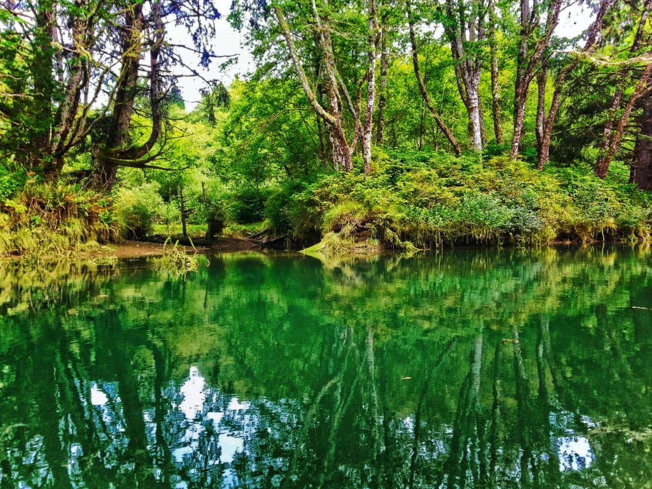 Reflections while Kayaking on Quilute River La Push Olympic Peninsula 1