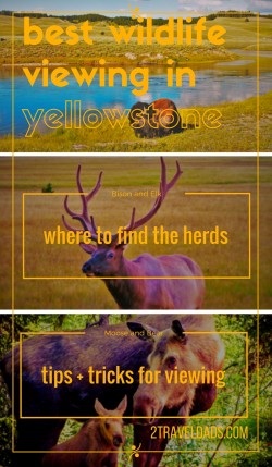 Yellowstone Wildlife pin