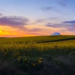 Mt Adams canola fields at sunset