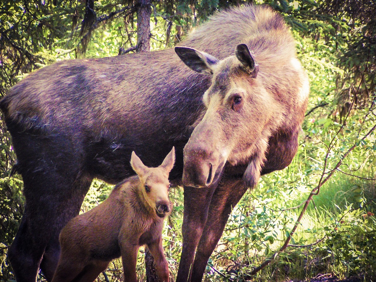 Baby-Moose-with-Mama-Yellowstone