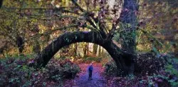 Bent Tree Hoh Rainforest Olympic National Fall leaves 2 header