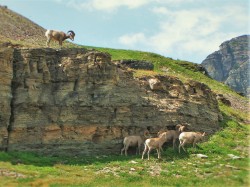 Bighorn Sheep in Glacier National Park 1