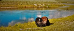 Bison Resting by Yellowstone River 1 header