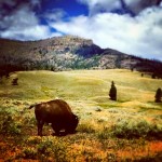 Bison-in-Lamar-Valley-Yellowstone-2-150x150.jpg