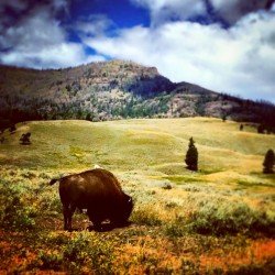 Bison in Lamar Valley Yellowstone 2