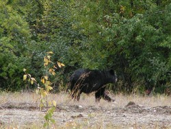 Black Grizzly Running Yellowstone