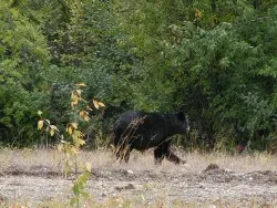 Black Grizzly Running Yellowstone