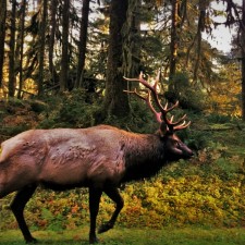 Bull-Elk-in-Hoh-Rain-Forest-Olympic-National-Park-2traveldads.com_-225x225.jpg