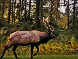 Bull Elk in Hoh Rain Forest Olympic National Park 2traveldads.com