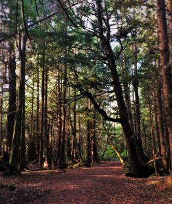 Cape Flattery hiking in Forest 1