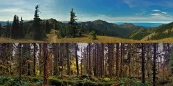 Contrasting Trails in Olympic National Park