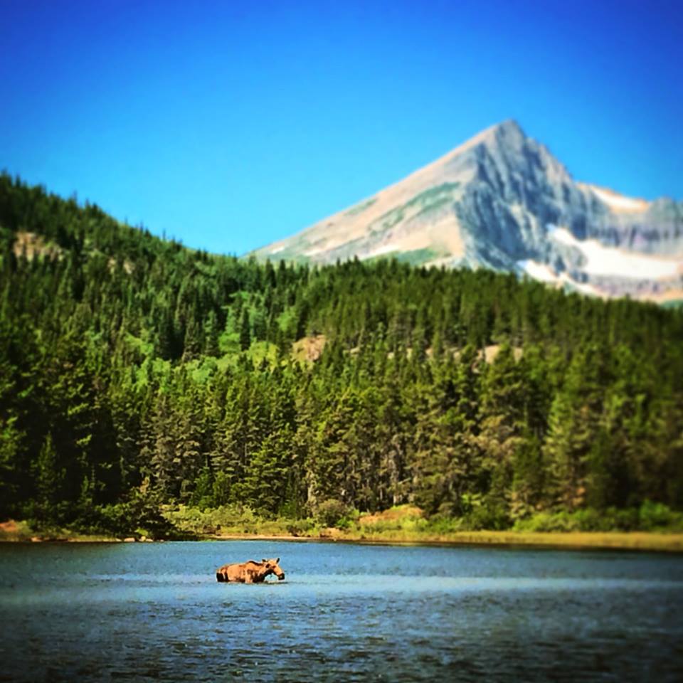 Cow Moose in Fishercap Lake Glacier National Park