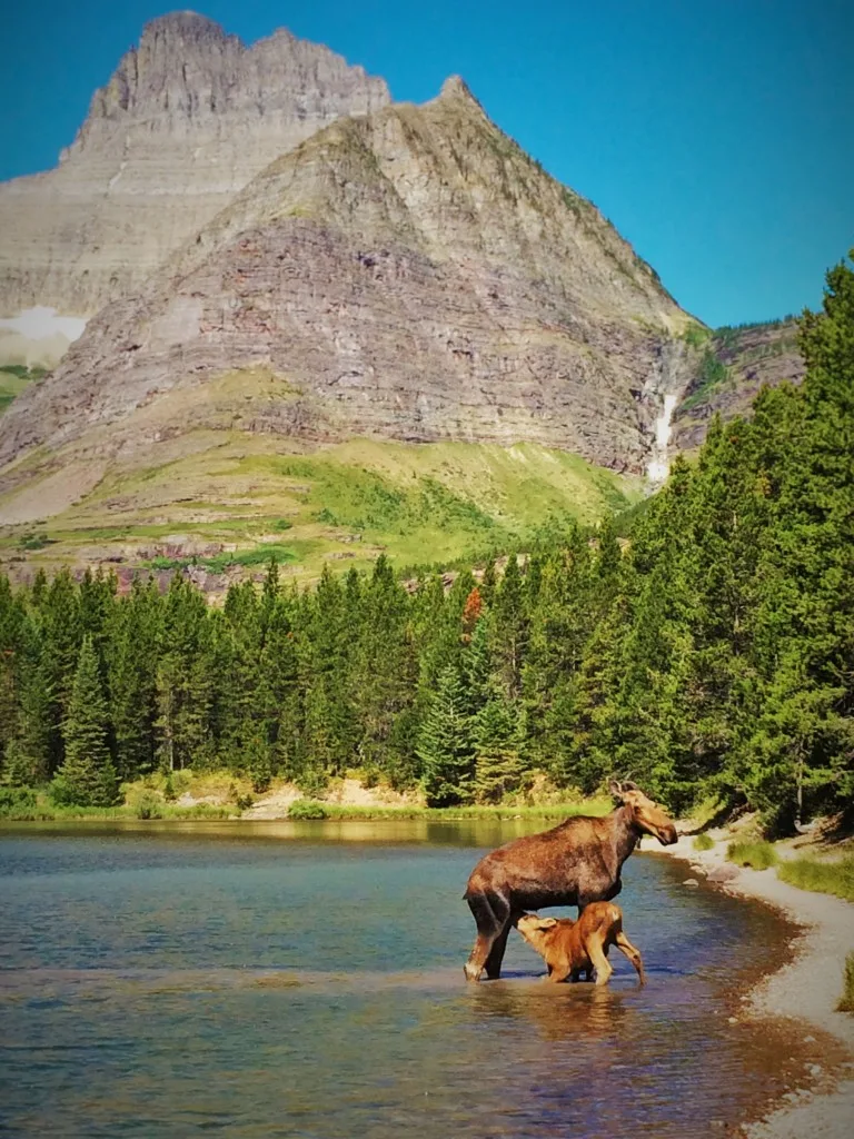 Cow and Calf Moose in Fishercap Lake Glacier National Park 1