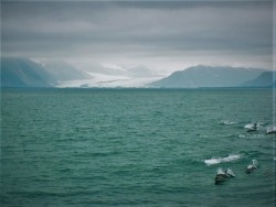 Dolphin Pod by Glacier Kenai Fjords National Park Alaska