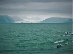 Dolphin Pod by Glacier Kenai Fjords National Park Alaska