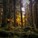 Fall-Leaves-in-Hoh-Rainforest-Olympic-National-Park-1-150x150.jpg