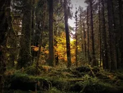 Fall Leaves in Hoh Rainforest Olympic National Park 1