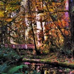 Fall-Leaves-in-Hoh-Rainforest-Olympic-National-Park-12-150x150.jpg