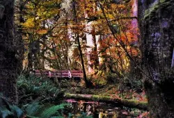 Fall Leaves in Hoh Rainforest Olympic National Park 12