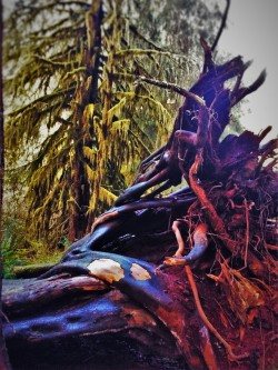 Fallen-Tree-Roots-Hoh-Rainforest-Olympic-National-Park-1-250x333.jpg