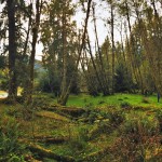 Hiking-Spruce-Trail-in-Hoh-Rainforest-Olympic-3-header1-150x150.jpg