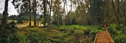 Hiking Spruce Trail in Hoh Rainforest Olympic 3 header