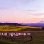 Mt Hood honey boxes canola field sunset