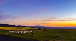 Mt Hood honey canola 2