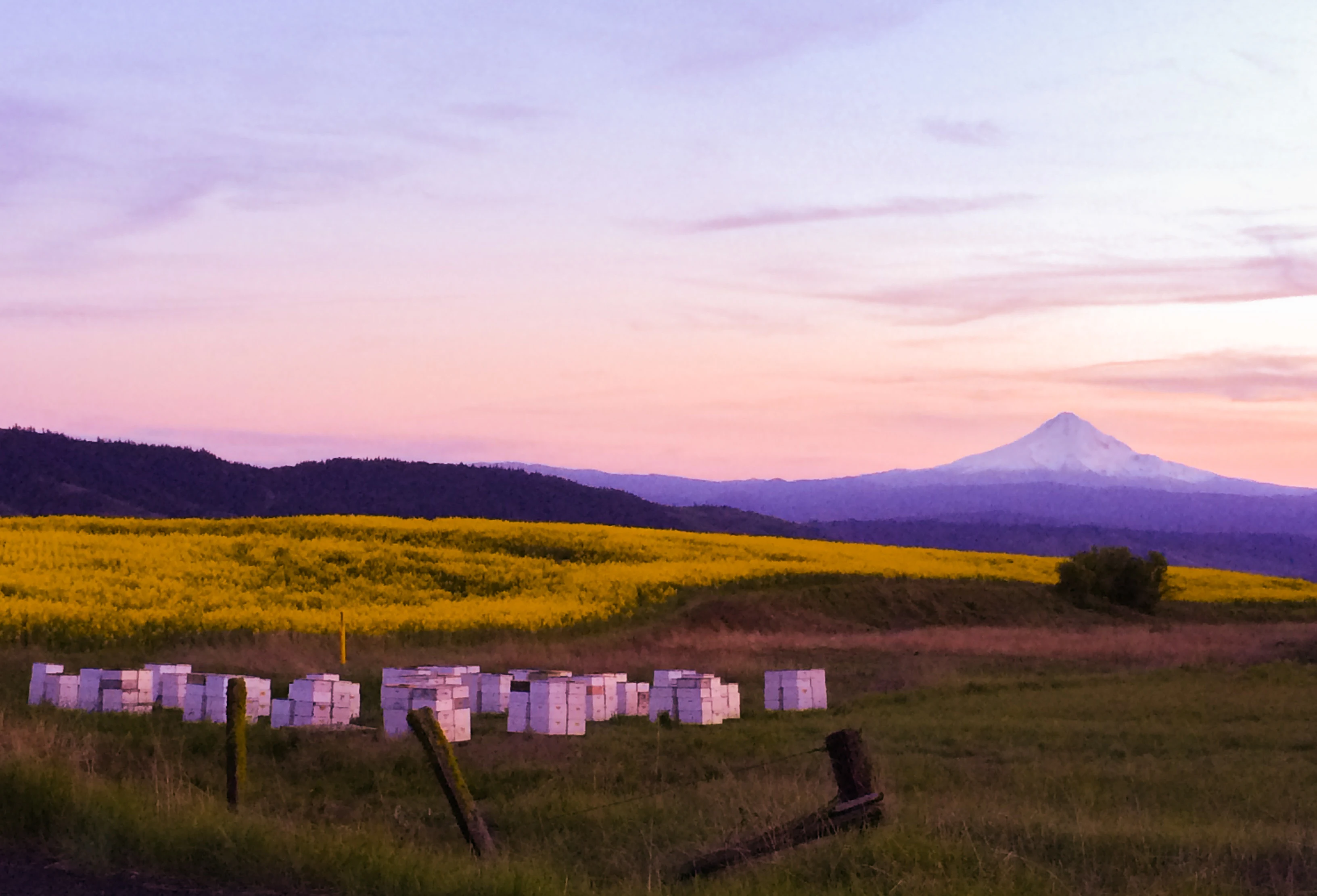 Mt Hood honey boxes canola field sunset