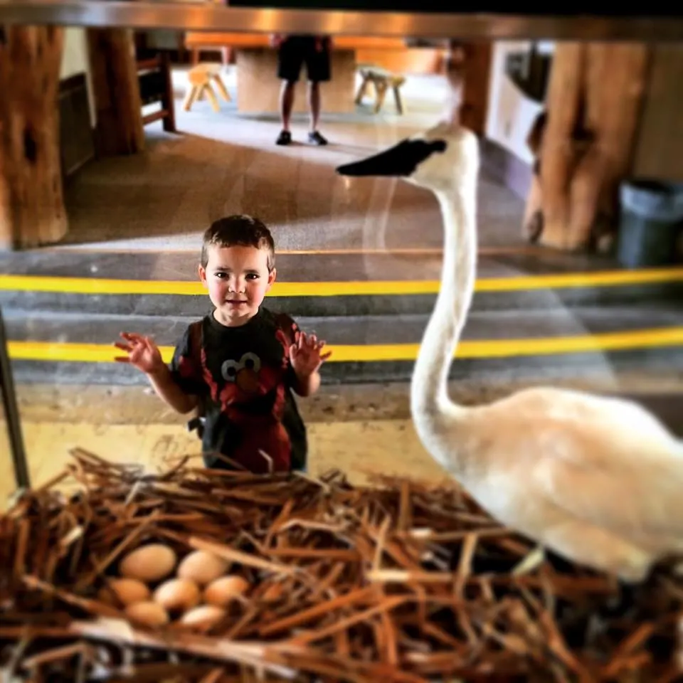 LittleMan Swan Taxidermy Bridge Bay Yellowstone 1