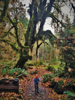 LittleMan and Fall Leaves in Hoh Rainforest Olympic National Park 3