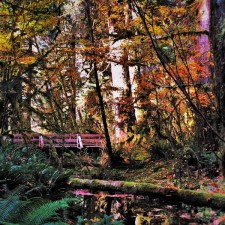 Mossy-Tree-Foot-Bridge-and-Creek-in-Hoh-Rain-Forest-Olympic-National-Park-2traveldads.com_-225x225.jpg
