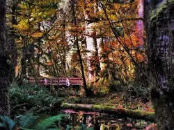 Mossy Tree Foot Bridge and Creek in Hoh Rain Forest Olympic National Park 2traveldads.com