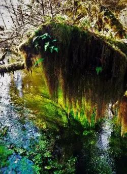 Mossy Tree and Creek Hoh Rainforest Olympic National Park