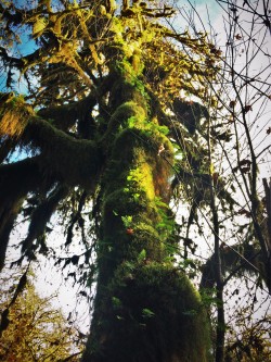 Mossy Tree with Ferns Hoh Rainforest Olympic National Park 3