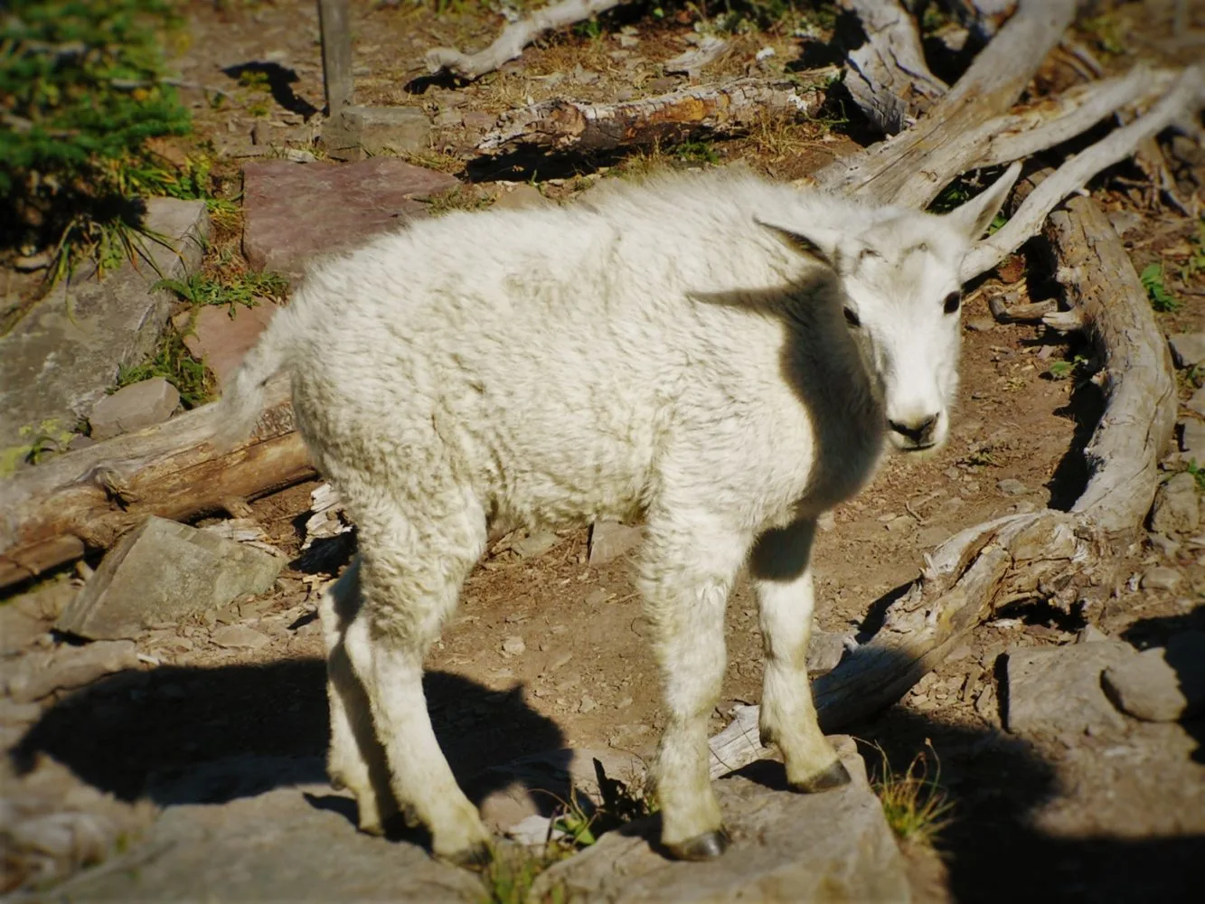 Young Mountain Goat in National Park 1