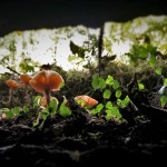 Mushrooms on Nursery Log Hoh Rainforest Olympic National Park 1
