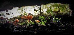 Mushrooms on Nursery Log Hoh Rainforest Olympic National Park 1
