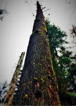 Old Mossy tree at Hoh Rain Forest in Olympic National Park 2traveldads.com