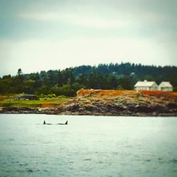 Orca Whales off San Juans