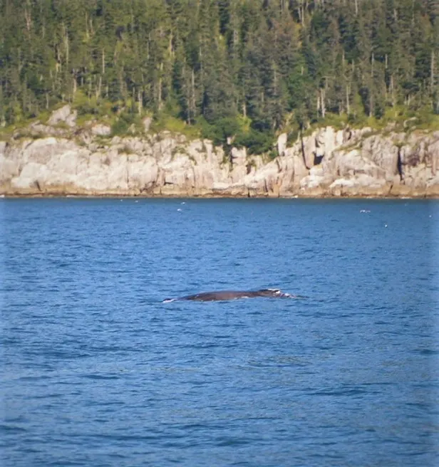 Humpback Whale Hump 2traveldads.com