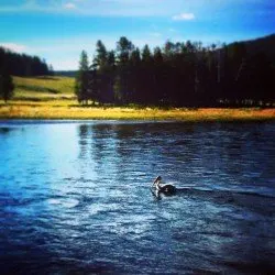 Pelican in Yellostone River Nez Perce Ford 1